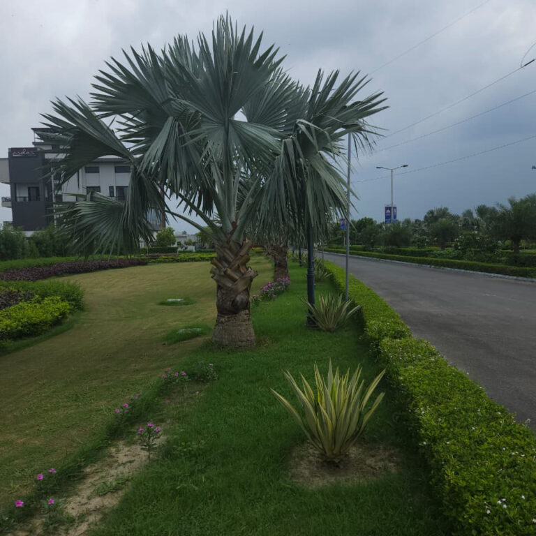 Landscaped Parks In Every Block